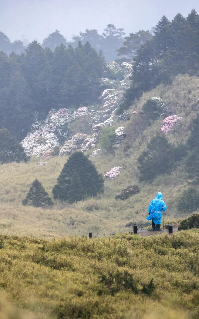 A walker wearing a blue rain poncho.