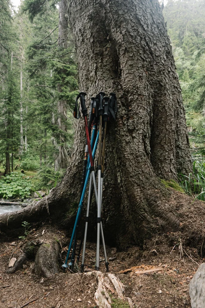 Trekking poles leaning against a tree.