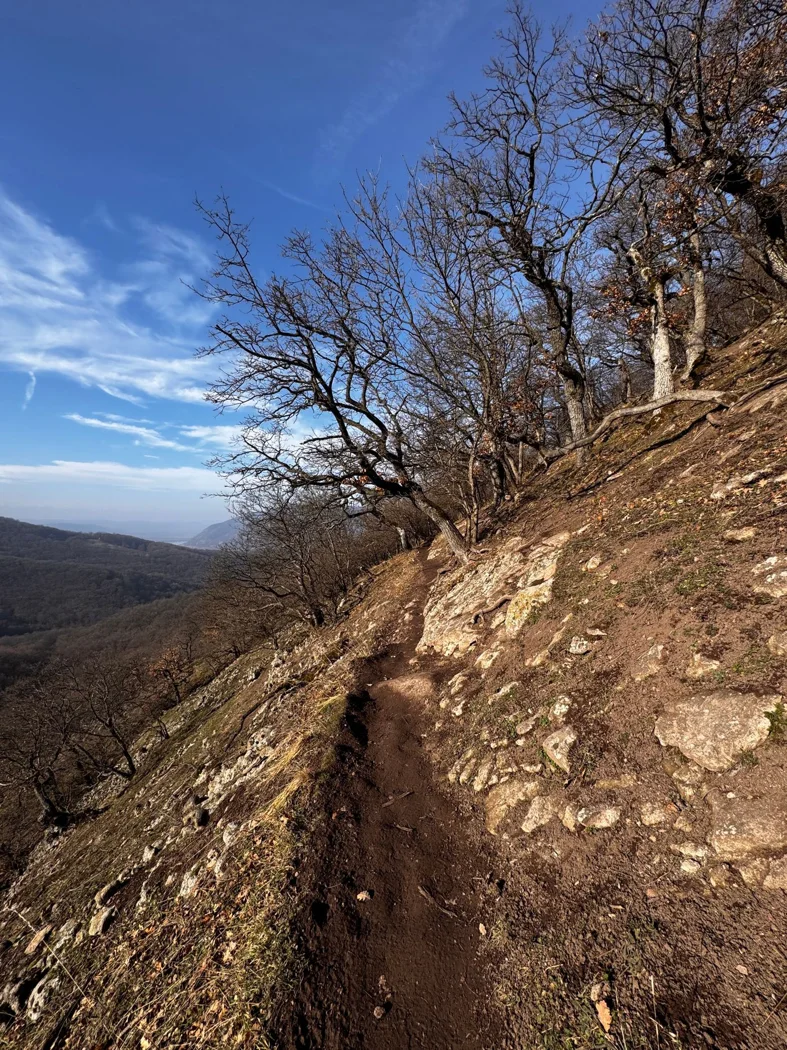 A narrow path on a wooded hillside.