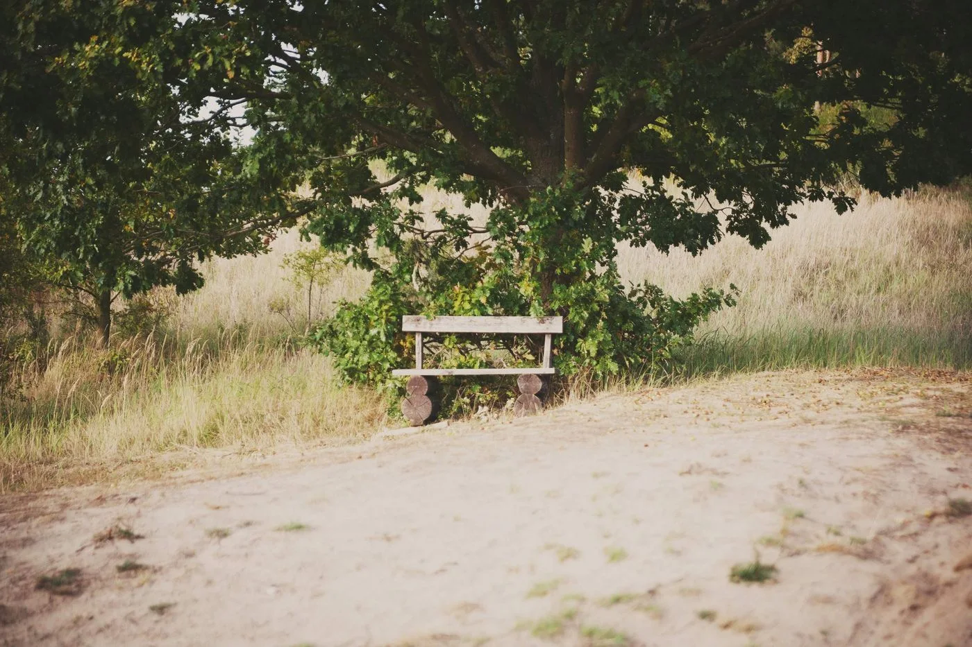 A bench in the shade of a tree.