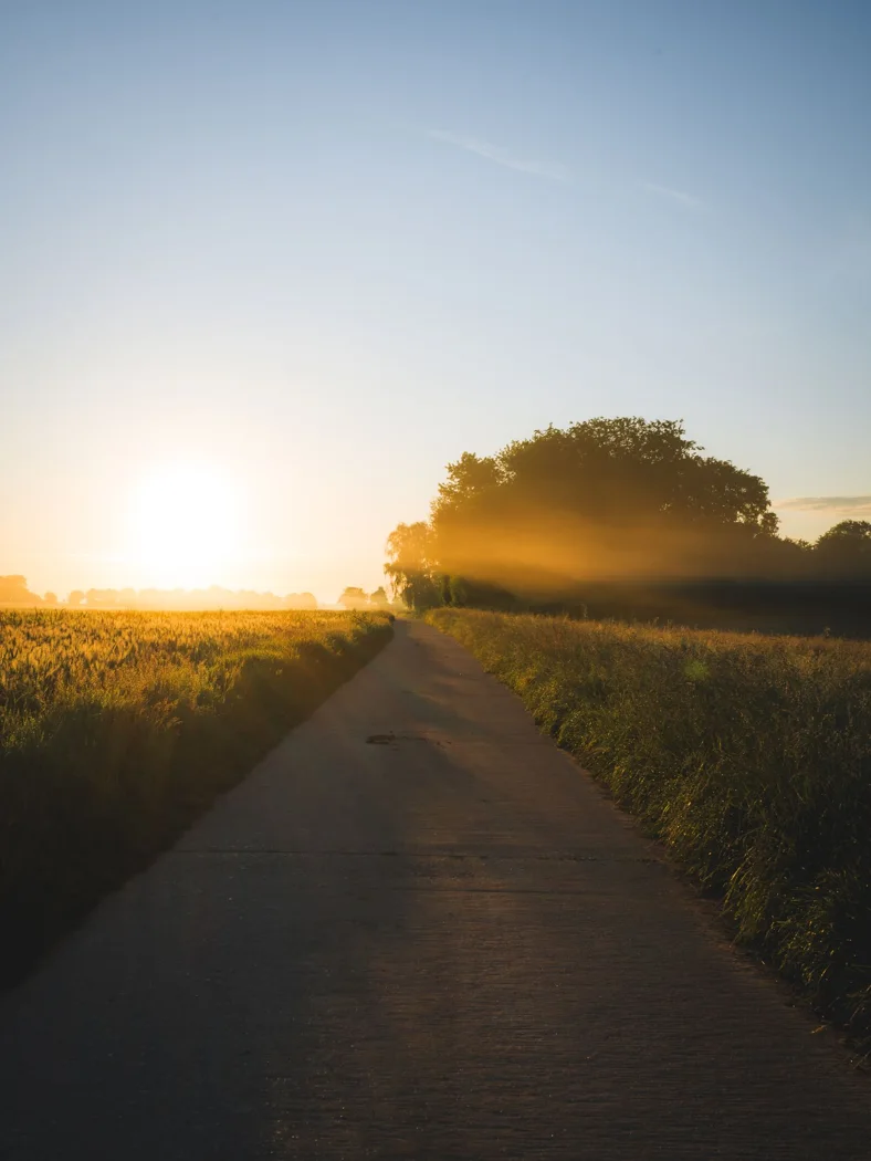 Morning light over a path between fields.