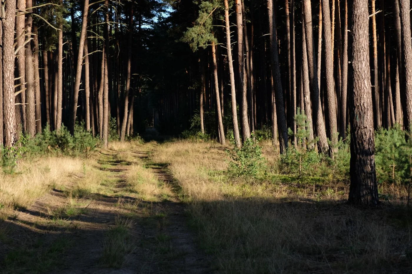 Late daylight on a woodland path.