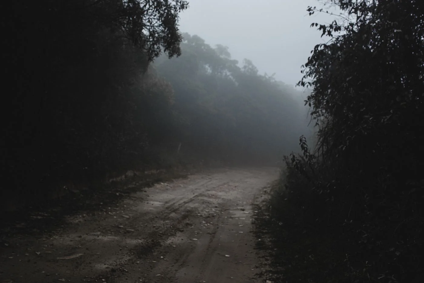 A forest path with reduced visibility in fog.