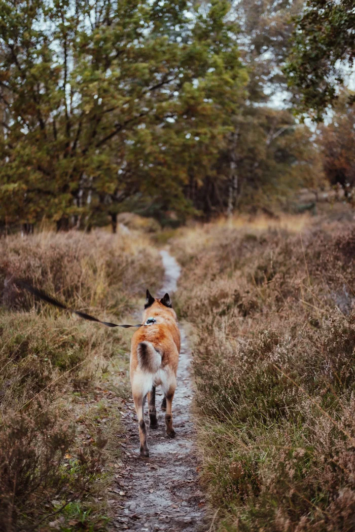 A dog on a lead on a narrow path.