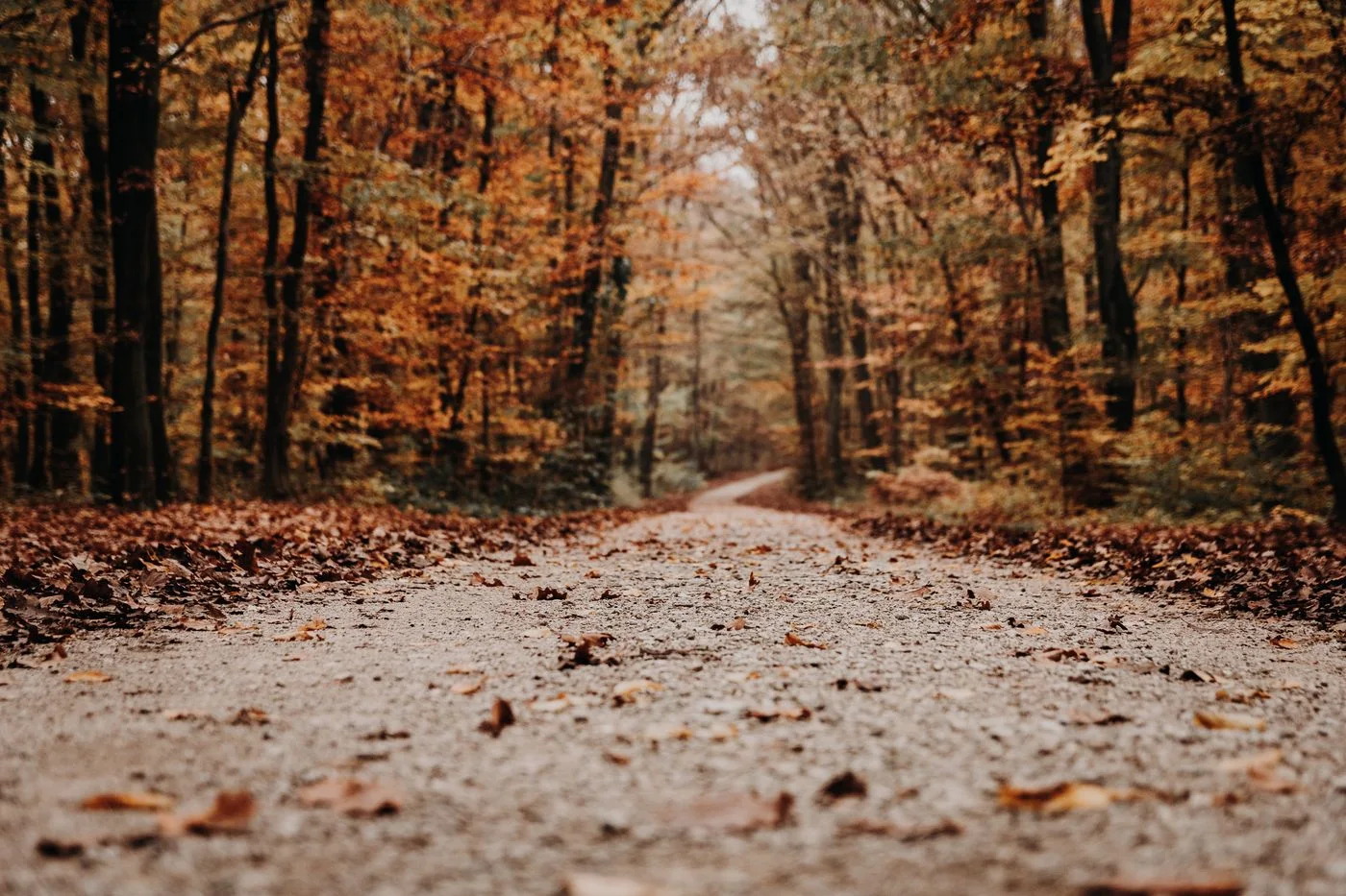 Autumn leaves on a broad forest path.