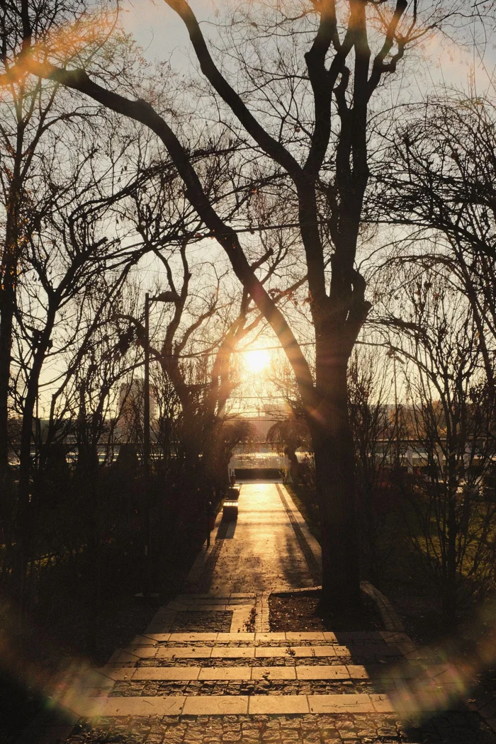 Low sun between bare winter trees.
