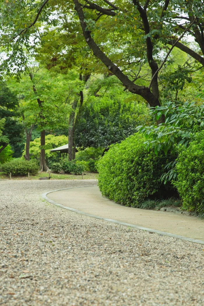 An empty path between leafy trees.