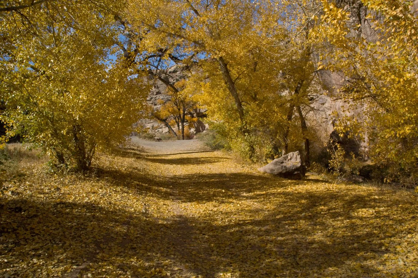 A woodland path covered in golden autumn leaves.